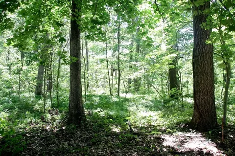 4 Acres Limberlost Rd, Three Rivers, MI 49093 photo 5