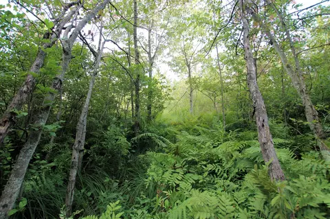 Baseline, White Cloud, MI 49349 photo 16