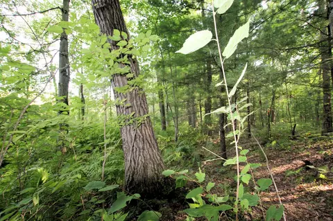 Baseline, White Cloud, MI 49349 photo 21