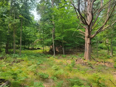 10 Acres Kott, Manistee, MI 49660 photo 13