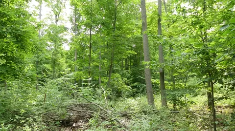 12017 Marilla, Copemish, MI 49625 photo 28