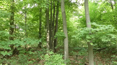 12017 Marilla, Copemish, MI 49625 photo 38