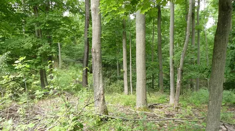 12017 Marilla, Copemish, MI 49625 photo 33