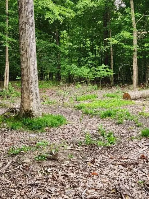 lot184 S E Shr, Stanton, MI 48888 photo 2