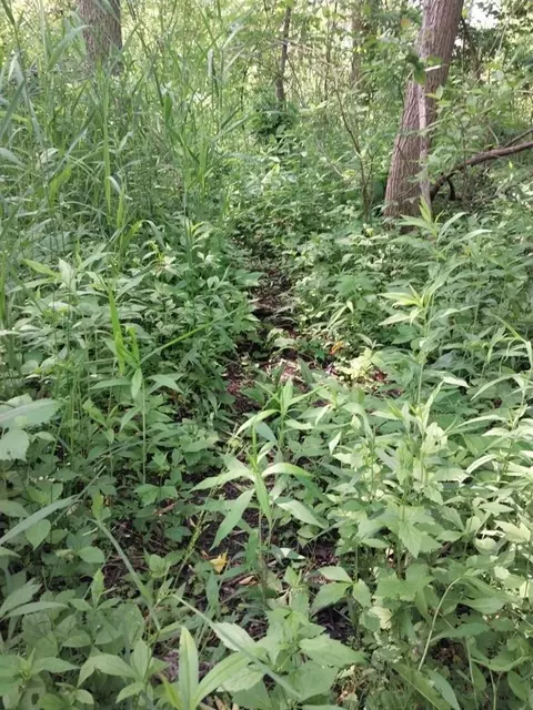 6464 Us-223, Addison, MI 49220 photo 28
