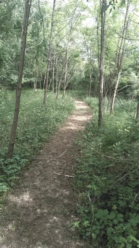 0 Forest Shrs, Cassopolis, MI 49031 photo 6