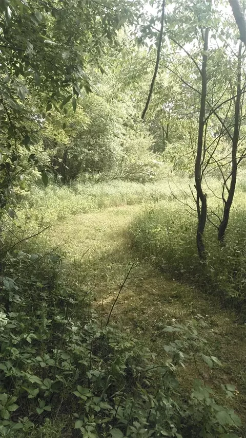 0 Forest Shrs, Cassopolis, MI 49031 photo 5