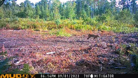 80 N Vl N Truesdale, Manton, MI 49663 photo 63