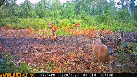 80 N Vl N Truesdale, Manton, MI 49663 photo 59