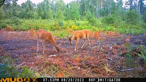 80 N Vl N Truesdale, Manton, MI 49663 photo 60