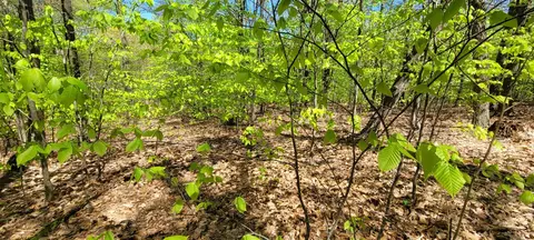 Silver Vista, Mears, MI 49436 photo 8