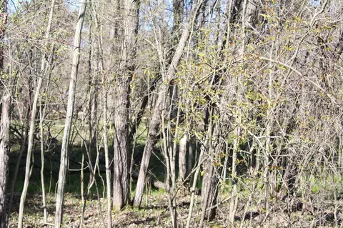 V/l 120th Ave, Morley, MI 49336 photo 7