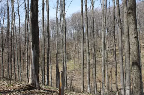 0 Vl Pyke School Rd, Vanderbilt, MI 49795 photo 21