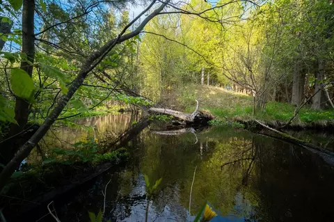 Chief, Bear Lake, MI 49614