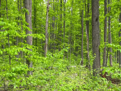 00 Vl Forest Service Rd, Gaylord, MI 49735