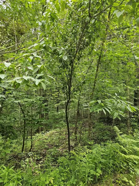 lot627 Pawnee, Evart, MI 49631 photo 2