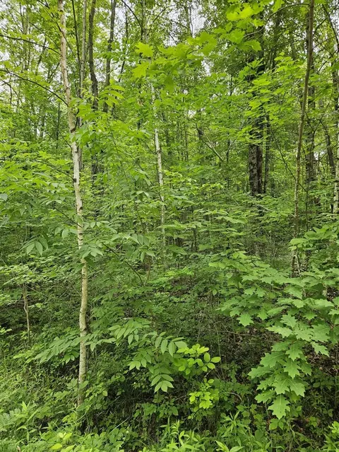 lot627 Pawnee, Evart, MI 49631 photo 3