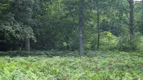 v/l wetland, Custer, MI 49405