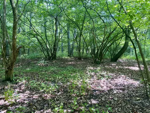 15 Acres Wall, Update, MI 49626 photo 13