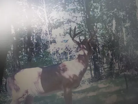 80 12 Mile, Remus, MI 49340 photo 29