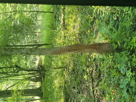 Epley, Edmore, MI 48829 photo 5