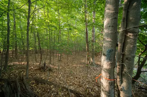 emerald ridge, Onekama, MI 49675 photo 18