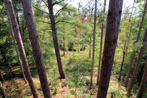 2858 E 1 Mile, White Cloud, MI 49349 photo 61