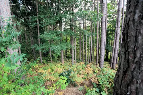 2858 E 1 Mile, White Cloud, MI 49349 photo 69