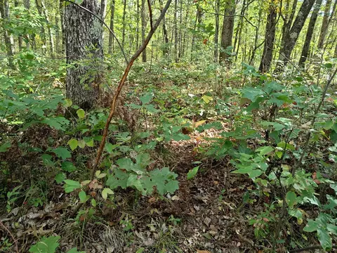 Vl S Walnut Ave, White Cloud, MI 49349 photo 20