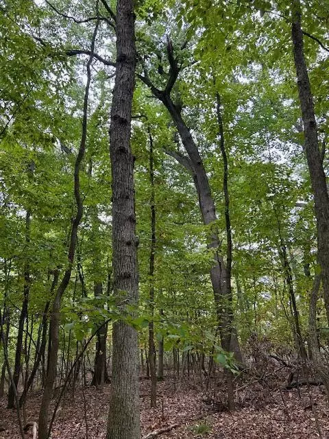 Snake Island, Jackson, MI 49201 photo 36