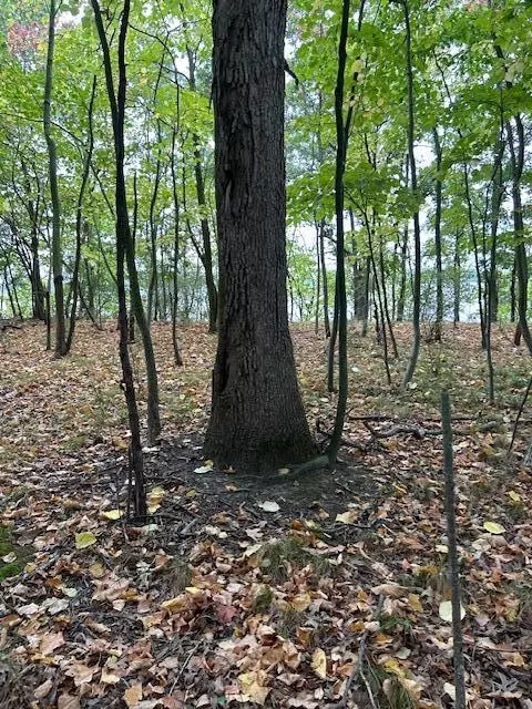 Snake Island, Jackson, MI 49201 photo 37