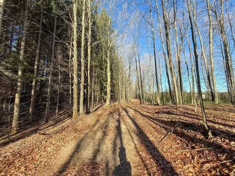 76 E 22, Manton, MI 49663 photo 11