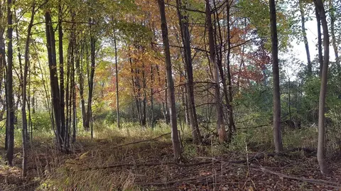 788 Greystone, Chelsea, MI 48118
