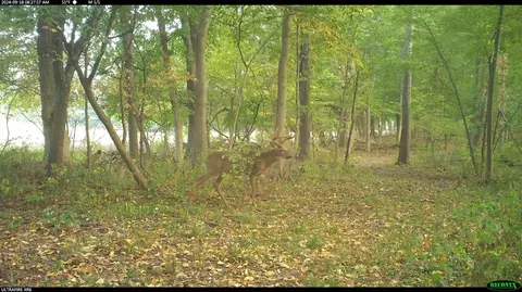 Crooked Creek, Cassopolis, MI 49031 photo 50