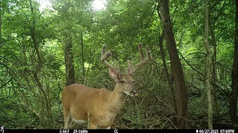 Crooked Creek, Cassopolis, MI 49031 photo 32
