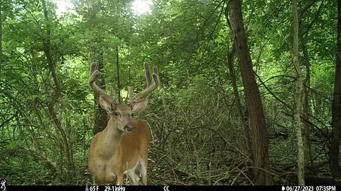 Crooked Creek, Cassopolis, MI 49031 photo 31