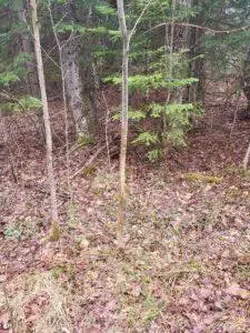 APT 00 E Pinewood, Roscommon, MI 48653 photo 24