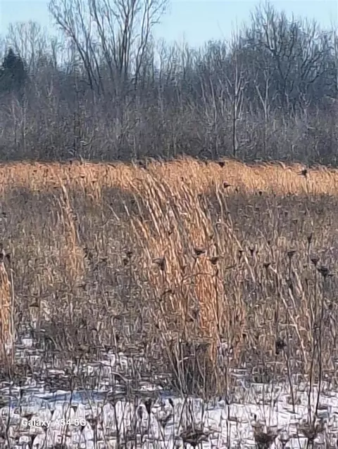 0 Willis, Willis, MI 48191 photo 4