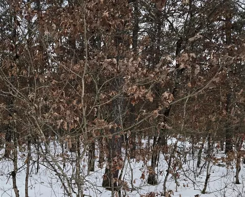 00 E 44nd, Idlewild, MI 49642 photo 2