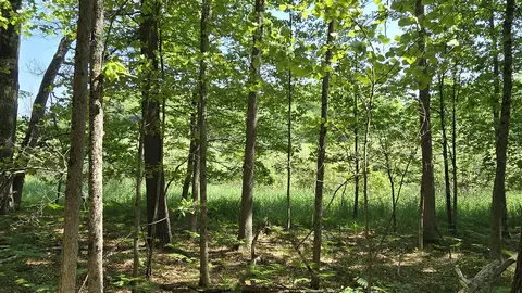 Coates Highway, Brethren, MI 49619
