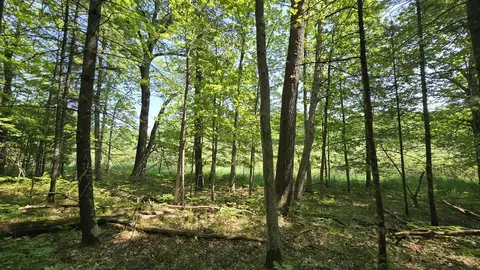 Coates Highway, Brethren, MI 49619 photo 12