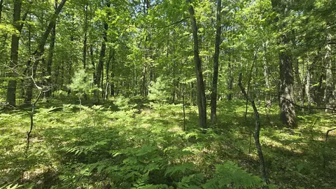 Coates Highway, Brethren, MI 49619 photo 26