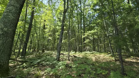 Coates Highway, Brethren, MI 49619 photo 19