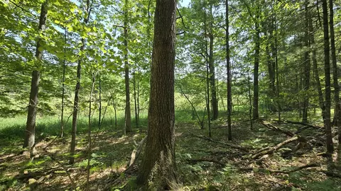 Coates Highway, Brethren, MI 49619 photo 2