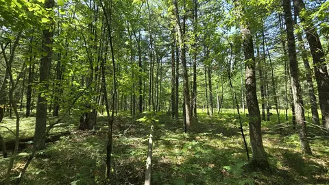 Coates Highway, Brethren, MI 49619 photo 20