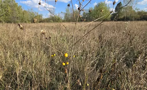8692 E Baseline, Mount Pleasant, MI 48858 photo 50