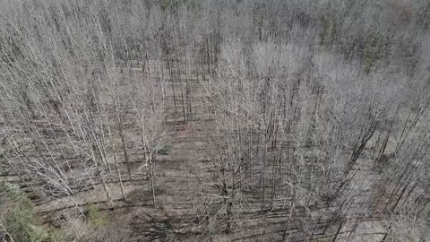 View/Area - 3787 Buzzell, Gladwin, MI 48624 photo 5 of 5