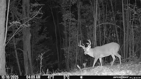 40 Acres - 150th, Leroy, MI 49655