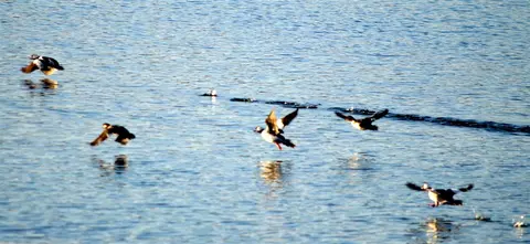 Other - 456 E Gull Lk, Augusta, MI 49012 photo 7 of 11