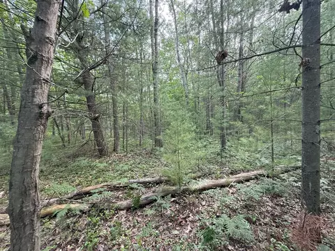 critter, Manistee, MI 49660 photo 15